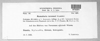 Ramularia lapsanae image